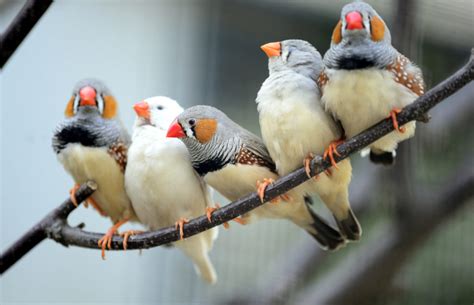 The Top 10 Best Pet Birds - Native Breed.org