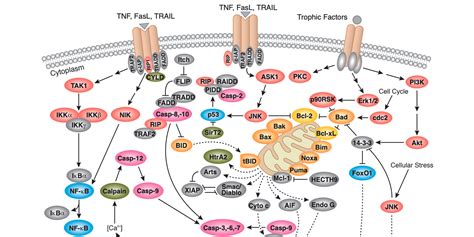 Cell Process: The seven best assays to detect apoptosis