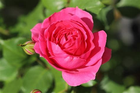 11 Best Climbing Roses For Shade - SONG OF ROSES