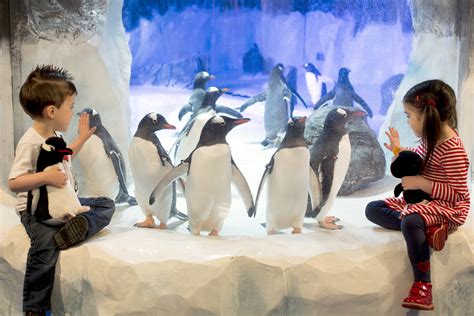 Penguin Ice Adventure | SEA LIFE Birmingham