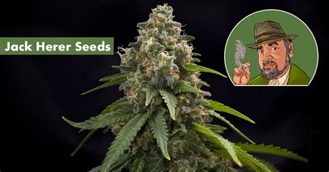 Where to Buy the Best Jack Herer Seeds Online - 10Buds