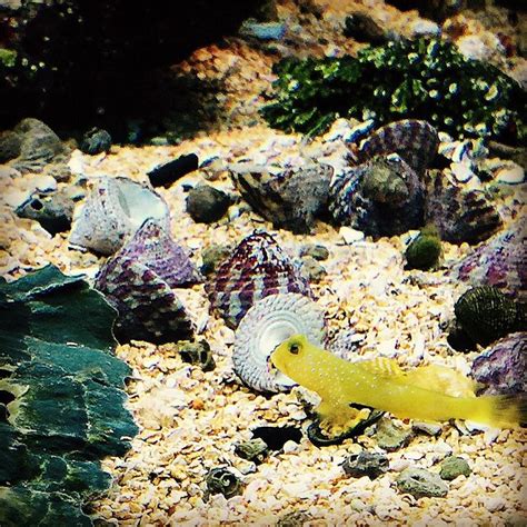 A Yellow Clown Goby, just hanging out at Aquarium Adventure. #AquariumAdventure #goby #clowngoby ...