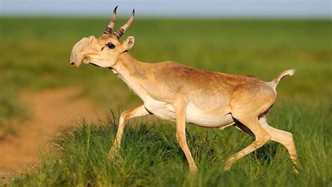 What Is a Saiga and Why Should We Care About It?