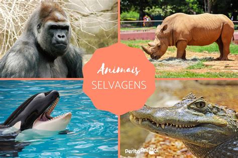 36 nomes de animais selvagens - Exemplos e características