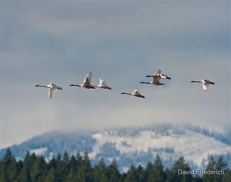 "Trumpeter Swan Migration" by David Friederich | Redbubble