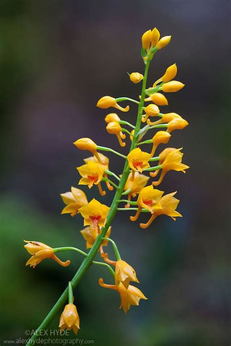 Yellow Terrestrial Orchid - Borneo | Alex Hyde | Orchids, Borneo, Terrestrial