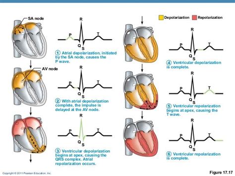 Image result for PARTS polarisation cardiac | Pharmacology nursing ...