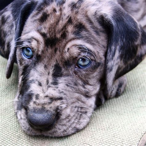 Merle Great Dane puppy #greatdane #dane #danebreeders | Great dane dogs ...