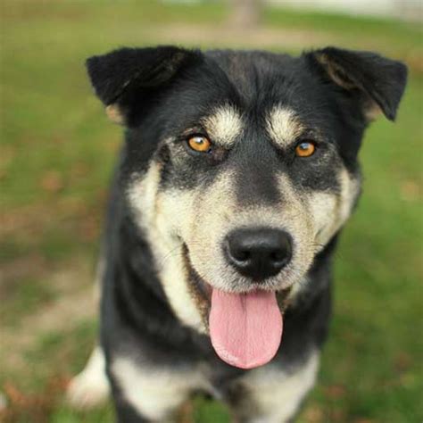 The Rottweiler Husky Mix (Rottsky): Too Much Of A Handful Or The Ideal Mix?