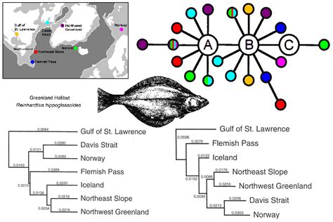 Population Genetics of Turbot