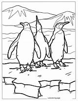 Penguin Coloring Pages38  Free Printable coloring Pages Cute sketch template
