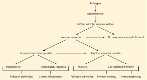 Adaptive Immune System Diagram