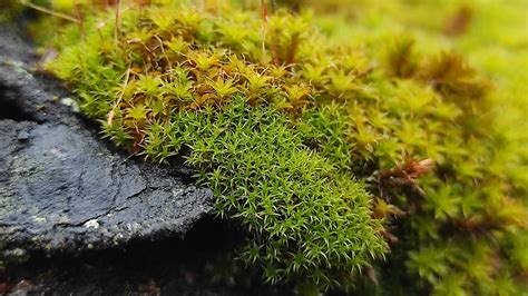 Mosses Play Key Roles in Ecosystems from Tropics to Tundra - Eos