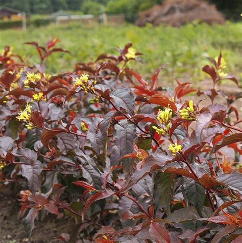 Diervilla splendens 'Firefly Nightglow' ('El Madrigal') - Blue Sky Nursery