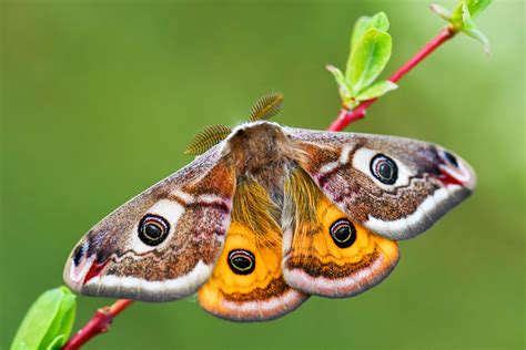 40+ Different Types of Moths (Everything Moth Species) - PlantSnap (2022)