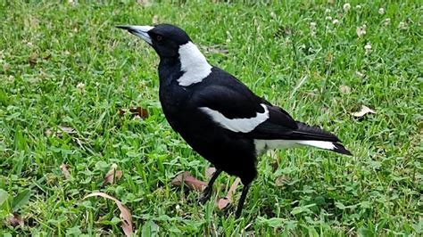 Beautiful half-beak Australian Magpie - YouTube