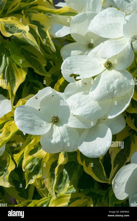 White, Blooming, Dogwood, Cornus rutgersensis "Celestial Shadow Stock Photo - Alamy