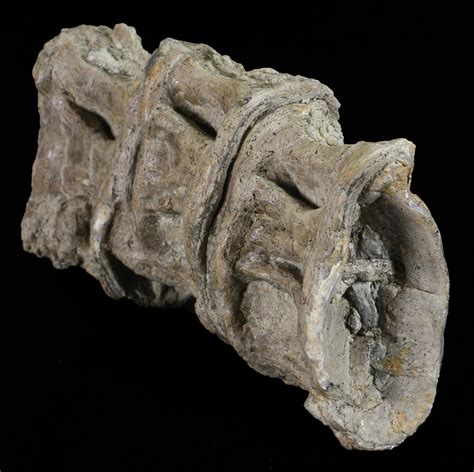 4.5" Three Fused Xiphactinus Vertebra - Kansas (#60671) For Sale - FossilEra.com