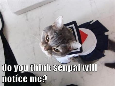 Notice Me Senpai Meme | hXcHector.com