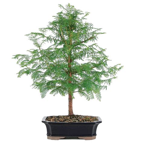 Dawn Redwood Bonsai Care