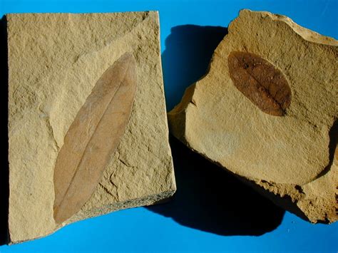 Succor Creek Miocene Leaf Fossils