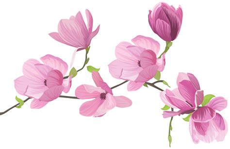 Magnolia Blanca Png Vectores Psd E Clipart Para Descarga Gratuita ...