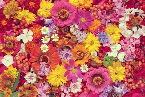 Colourful flower background. A background from flowers. Stock Photo by ©BalaguR 86227816