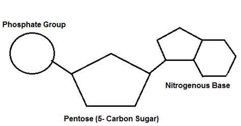 [DIAGRAM] Nylon Monomer Diagram - MYDIAGRAM.ONLINE