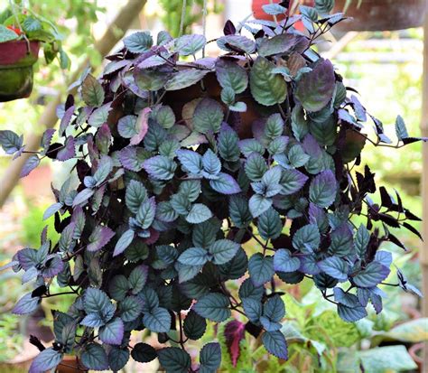 Purple Waffle Plant - Abana Homes