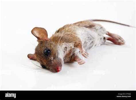 Dead Mice High Resolution Stock Photography and Images - Alamy