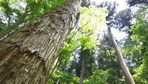 Cedar Tree Identification | Sciencing