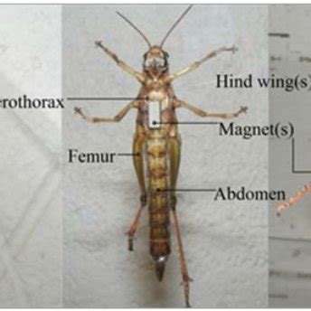 Locust wing anatomy, point-tracking markers and the rib definition.... | Download Scientific Diagram