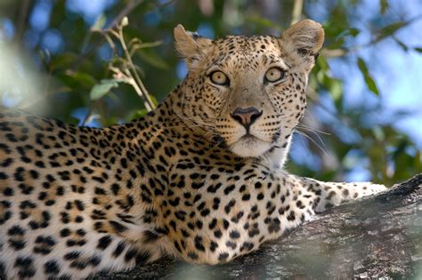 African Leopard Facts, Distribution, Habitat, Diet, Pictures