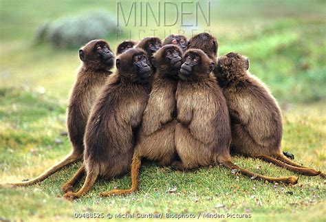 Gelada Baboon stock photo - Minden Pictures