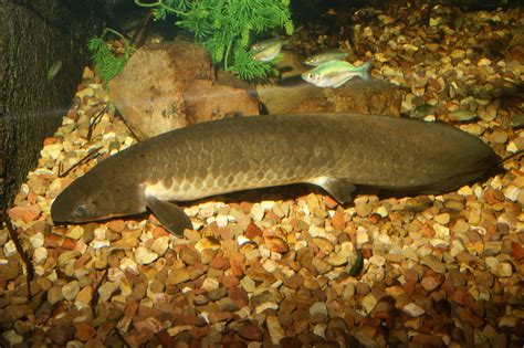 Australian lungfish Neoceratodus forsteri | Children's Aquar… | Flickr