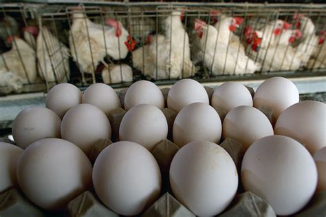 COVID-19 disrupts egg supply chain