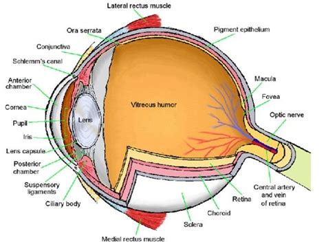 Anatomy Of The Eye