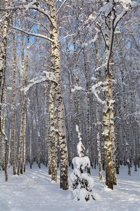 Sunny Spruce Tree Underneath the Snow, Winter Birch Forest on Background Stock Photo - Image of ...