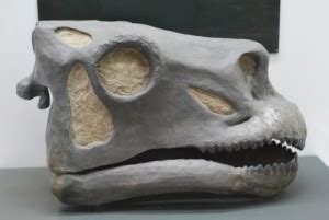 Brontosaurus Facts, Size, Fossil & Skeleton, with Pictures