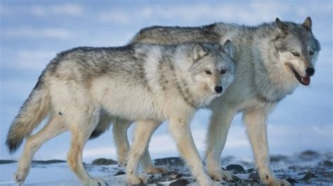 Banff wolves have lower survival rate due to hunting, trapping outside park boundary | Focusing ...