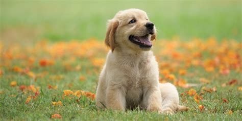 The 30 Cutest Dog Breeds - Most Adorable Dogs and Puppies