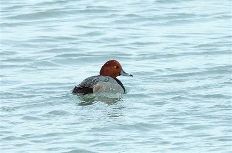 Duck Identification: Canvasback vs. Redhead