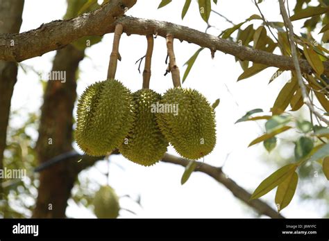 Durian./Durian season in Thailand Stock Photo - Alamy