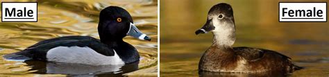 18 Types of Ducks Found in Alaska! (ID Guide) - Bird Watching HQ