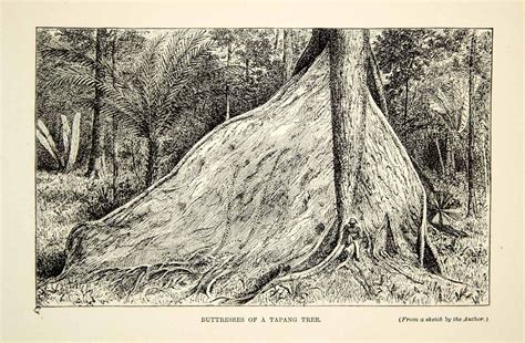 1910 Wood Engraving Tapang Tree Buttress Roots Rainforest Borneo Horna ...