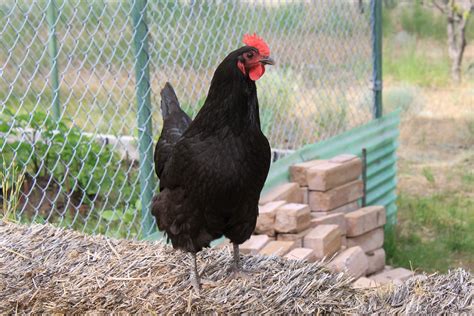 Australorp Hen | One fine specimen. These are great hens. Th… | Flickr