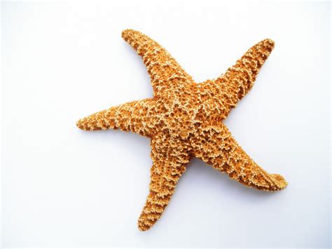 Free Images : dried, starfish, invertebrate, decorative, echinoderm ...