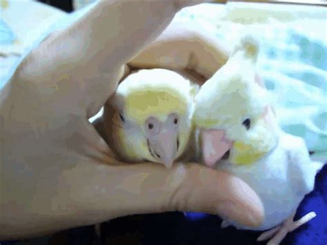 Cuddling Cockatiel Loves His Stuffed Animal Doppelgänger - The Dodo