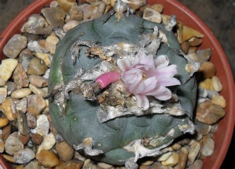 LOPHOPHORA: Peyote plants for sale - information on the peyote cactus ...