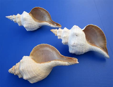 12 inches long Large Wholesale Horse Conch Shells for Sale,